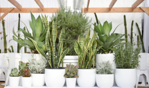 Tropical Plant Rentals