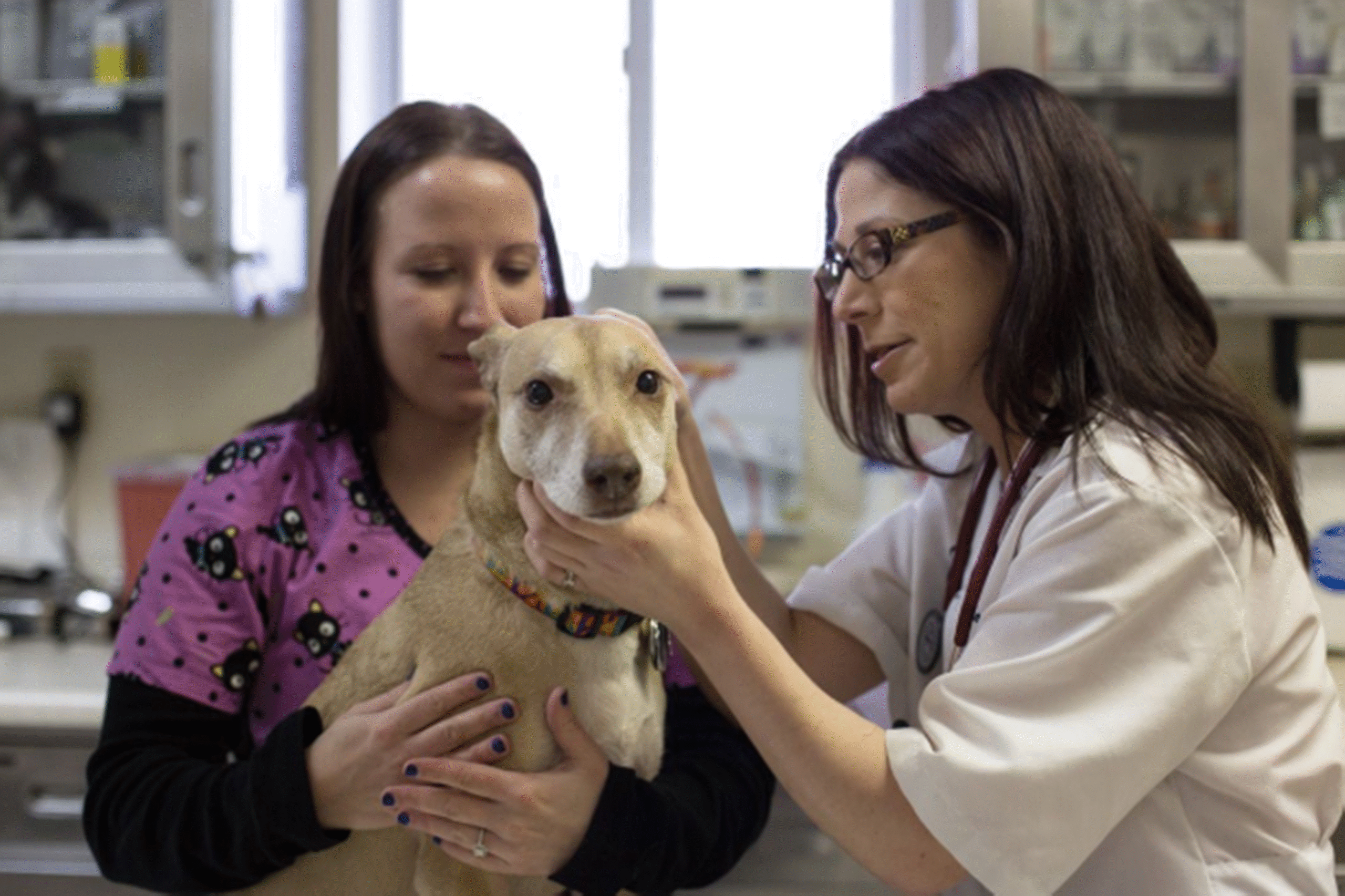 mobile veterinary services